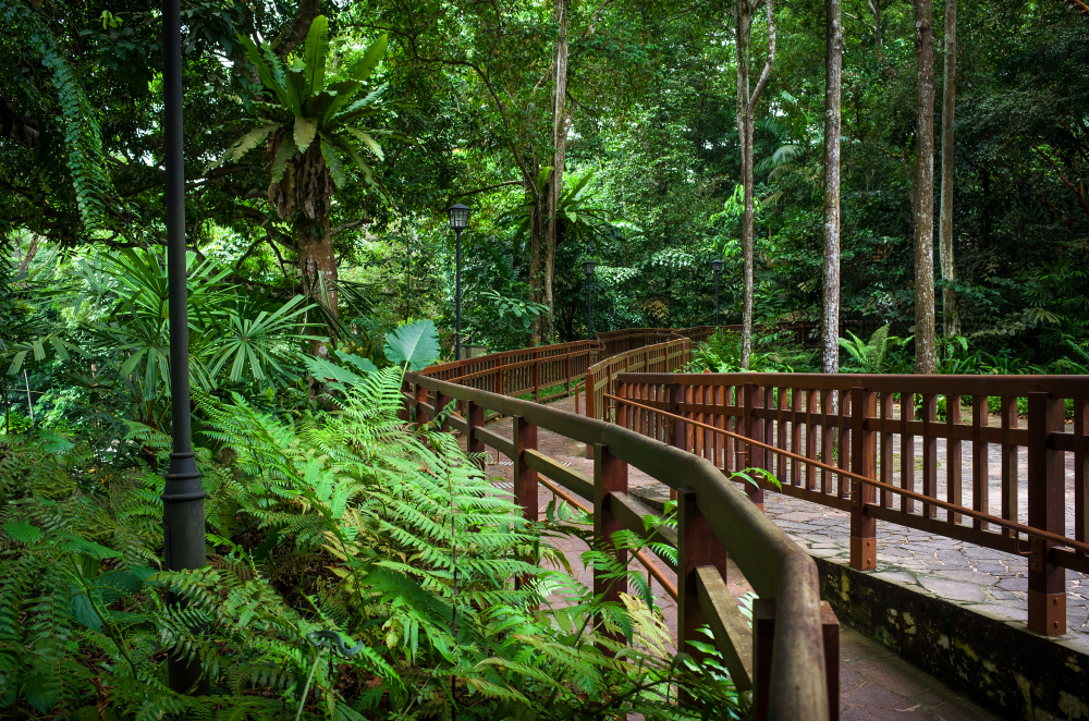 Walkway,Through,The,Tropical,Ferns,And,Trees,Of,Bukit,Timah
